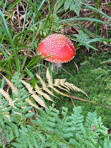 20251019 NiedereBleick 20