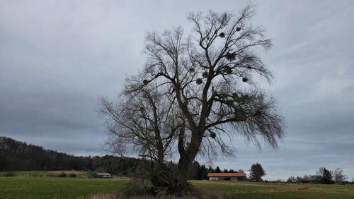 20260301 Schatzberg01