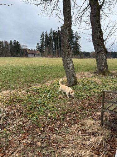 20260301 Schatzberg03b