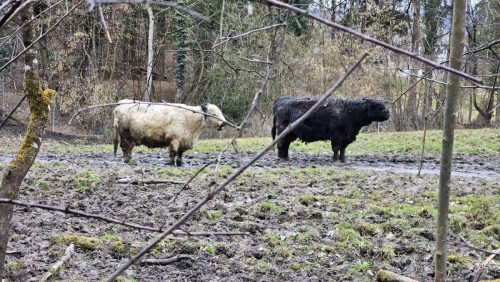 20260301 Schatzberg15