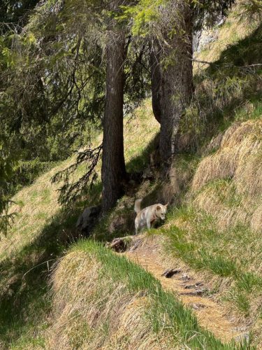 20260510 schafkopf 04